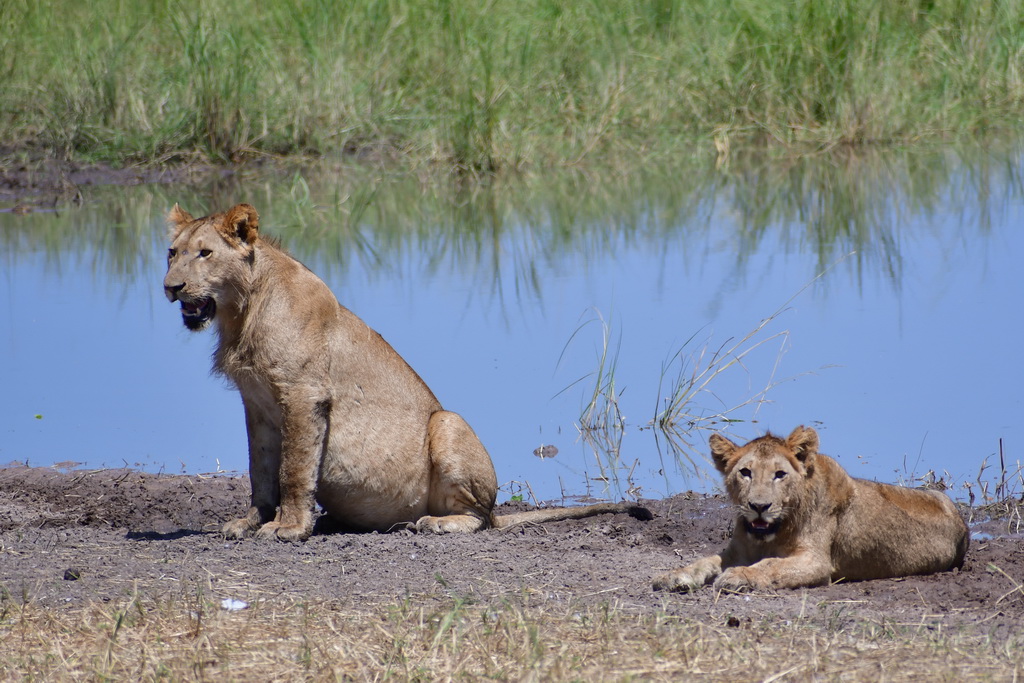 Tarangire NP